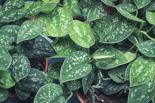 Scindapsus pictus yaprak bitki