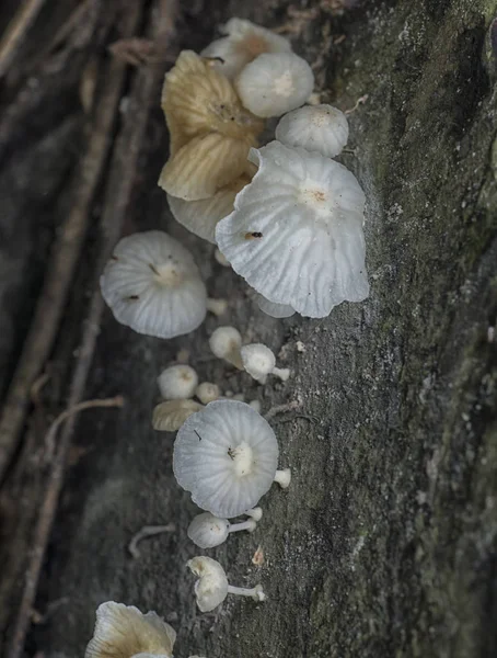 Wild Jungle Fresh Mushroom Fungus — Stock Photo, Image