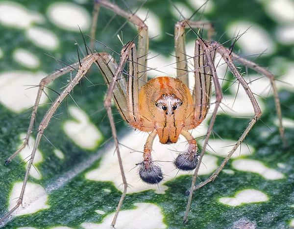 face to face with male lynx spider