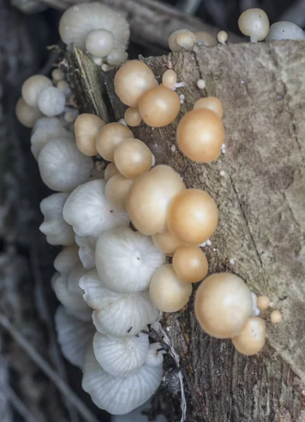 버섯과 — 스톡 사진