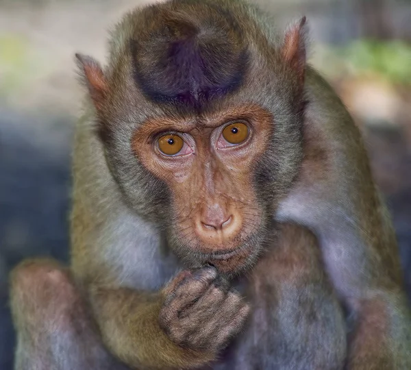 Looking Straight Monkey Eyes — стоковое фото