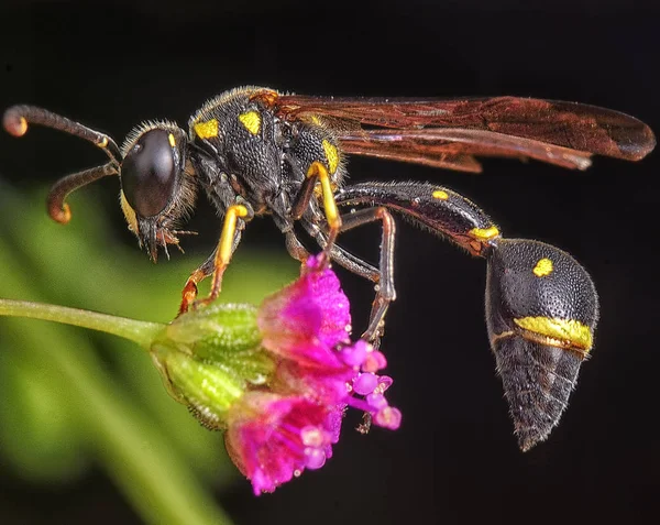 Wasp Loves Flower Petals — Stock Photo, Image