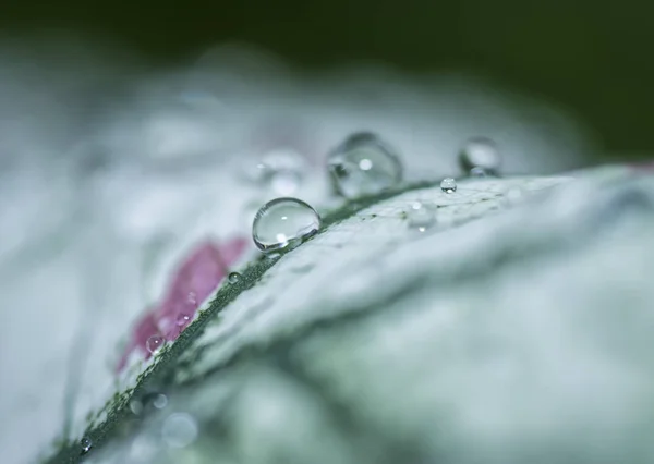 Wasser Taut Auf Blättern — Stockfoto
