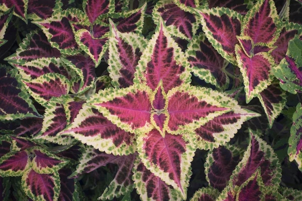 Veelkleurige Coleus Blad Plant — Stockfoto