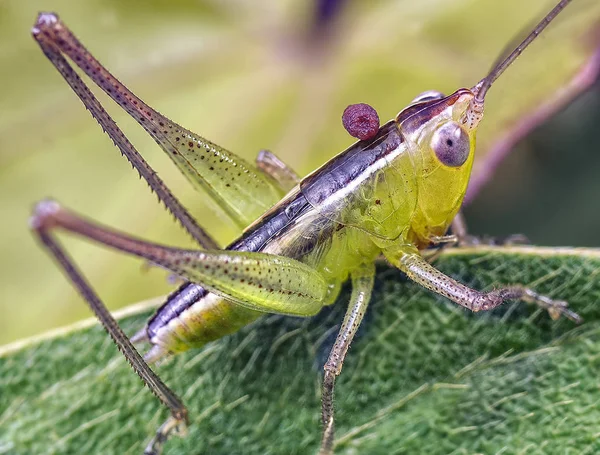 genç yeşil katydid perisi