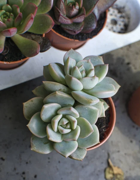 Pequeñas Macetas Cactus Planta Frondosa — Foto de Stock