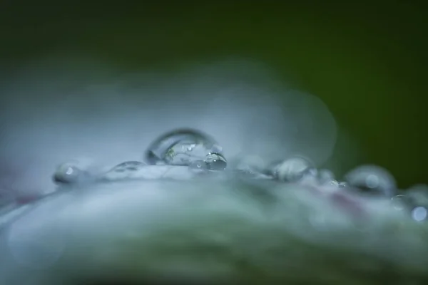 Водяные Росы Листьях — стоковое фото