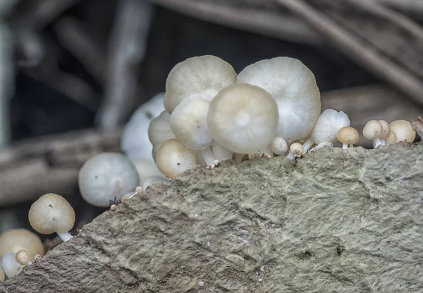 Wilde Jungle Paddenstoelen Schimmels — Stockfoto