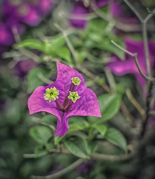 Bougainvillier Rouge Plante Fleur — Photo