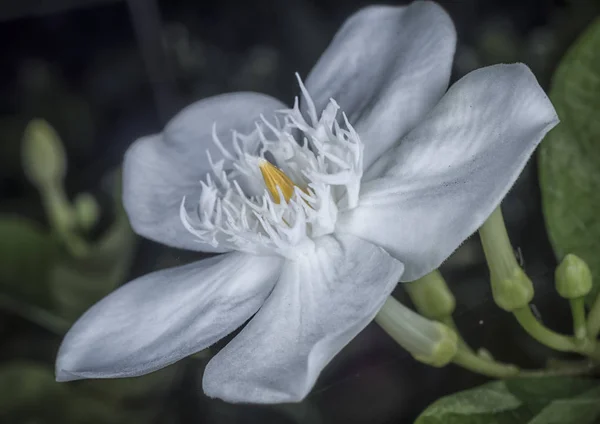Wrightia Antidysenterica Planta Flores —  Fotos de Stock