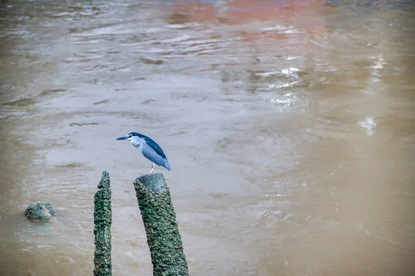 Una Garza Azul Manglar — Foto de Stock