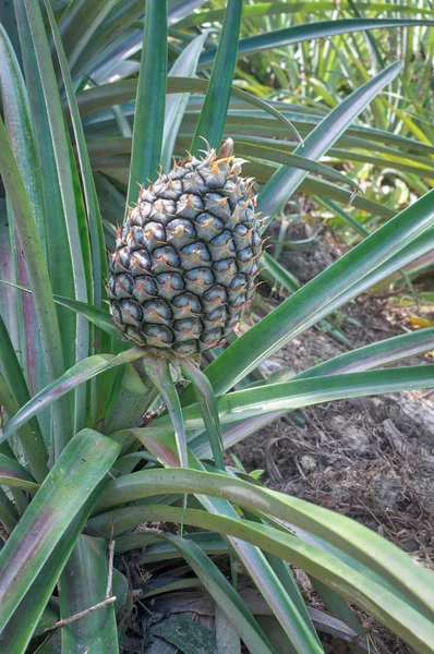 green thorny pineapple farm