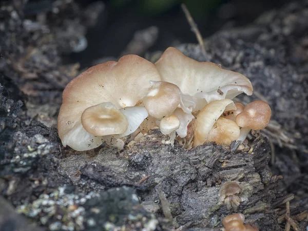 Wild Jungle Mushroom Fungus — Stock Photo, Image