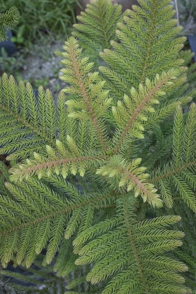 フープアラウカリアの木の植物 — ストック写真