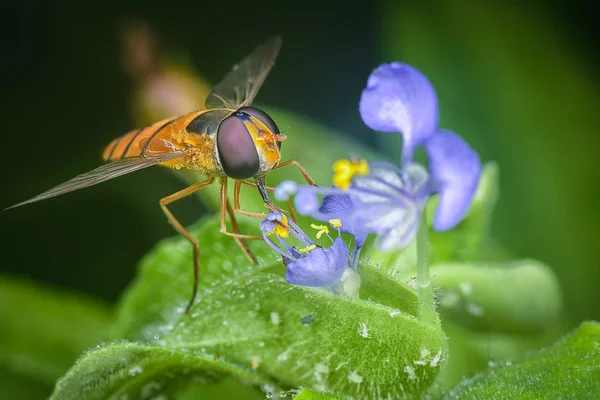 Hover Fly Chupa Néctar — Fotografia de Stock