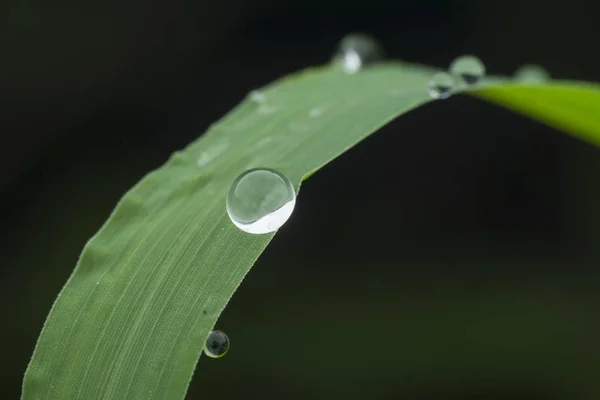 Morning Droplet Grass — Stock Photo, Image