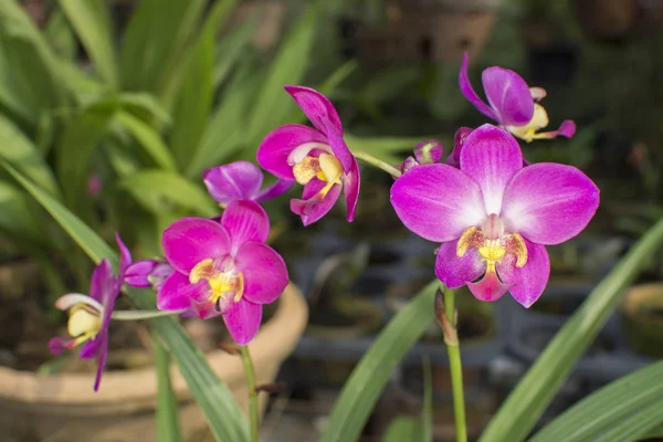 Tüm Orkide bitkiler hakkında