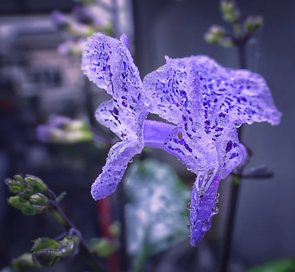 Bliska Strzał Fioletowy Dąbrówka Kwiat — Zdjęcie stockowe