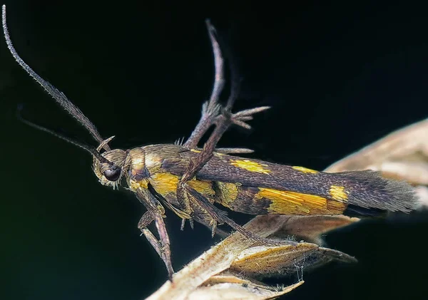 Close Scythrididae Mariposa Flor — Fotografia de Stock