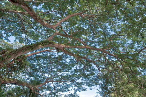 Olhando Para Cima Céu — Fotografia de Stock