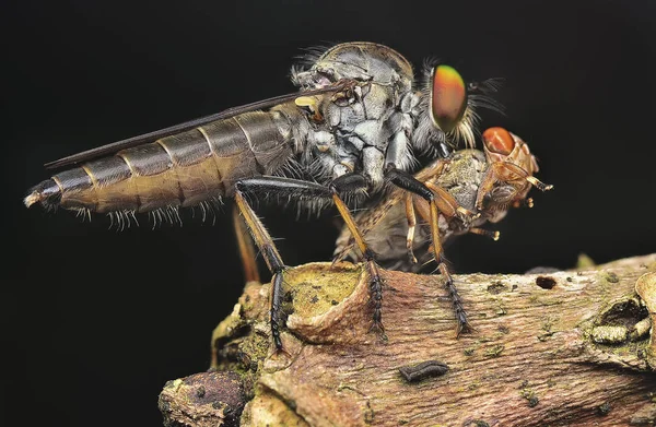 Fechar Com Robberfly — Fotografia de Stock