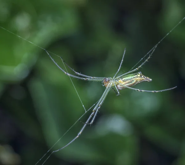 Lange Jawed Orbweaver Spider — Stockfoto