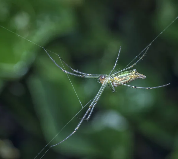 Araignée Orbweaver Mâchoires Longues — Photo