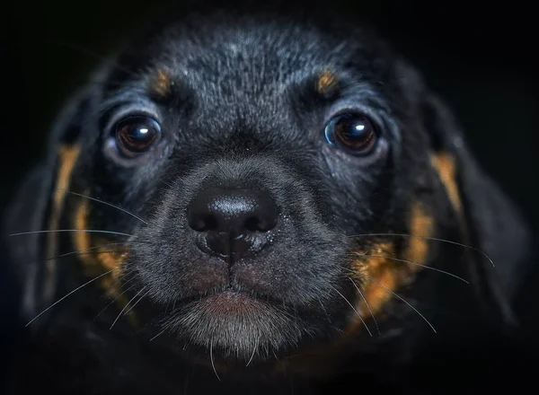 Portraitaufnahmen Von Hunden — Stockfoto