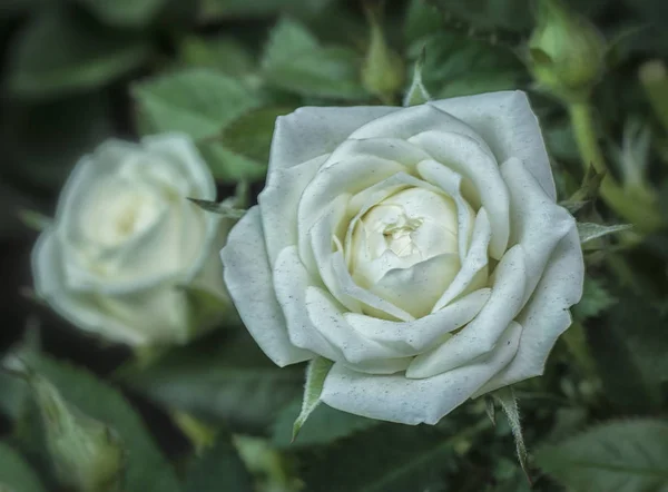 Wiele Małych Róż Wielokolorowe — Zdjęcie stockowe