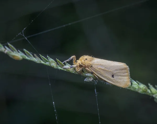 Närbild Med Nygmiini Tussock Moth — Stockfoto