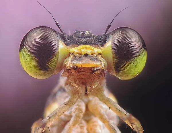 Close Tiro Damselfly — Fotografia de Stock