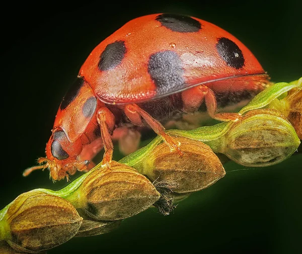 雑草の草の上に登るオレンジ色のレディバグ — ストック写真