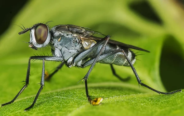 Wildgarten Kleines Fliegendes Insekt Oder Schädling — Stockfoto