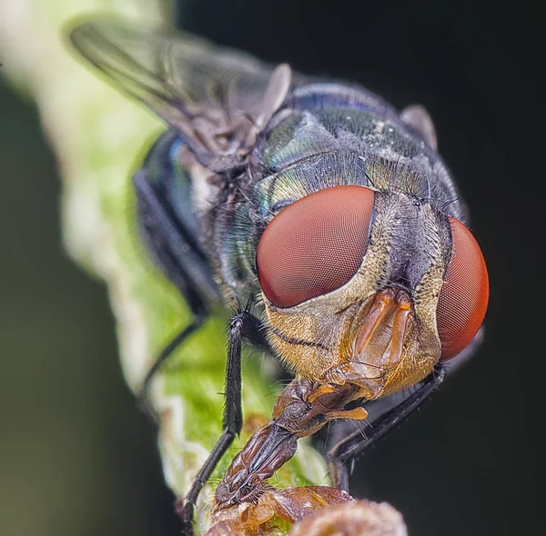 Nahaufnahme Der Stubenfliege — Stockfoto