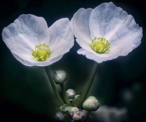 Gros Plan Fleur Anémone Blanche — Photo
