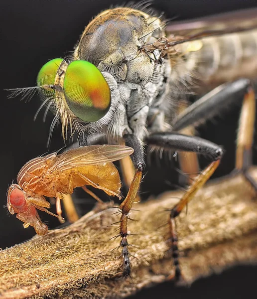 Cerca Con Robberfly — Foto de Stock