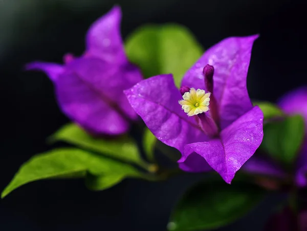 Close Tiro Flor Buganvília Violeta — Fotografia de Stock