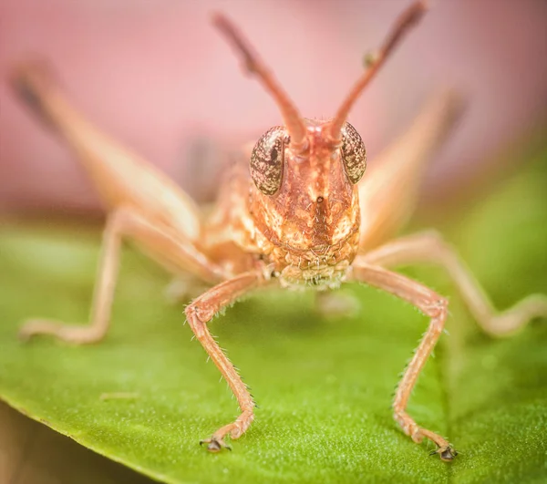 Brun Auktor Grasshopper Blad — Stockfoto