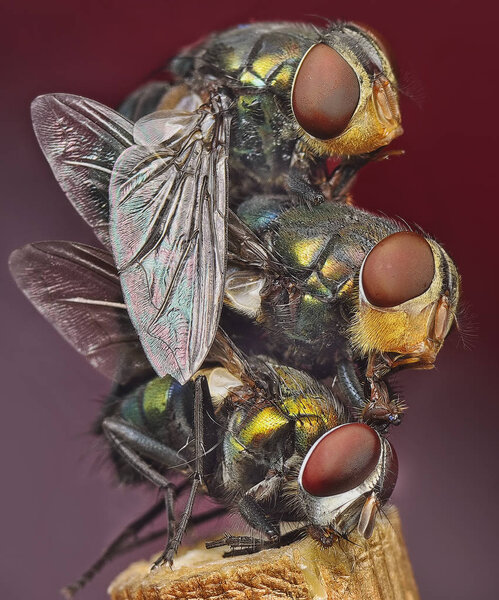 close shot of the domestic housefly