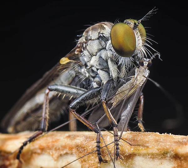 Robberfly Com Sua Presa — Fotografia de Stock