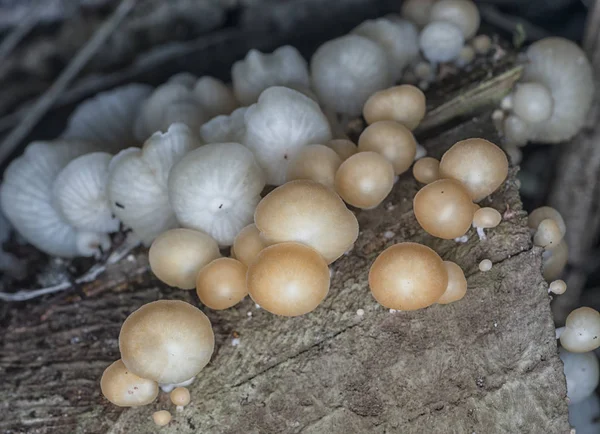 野生のジャングル キノコと菌 — ストック写真