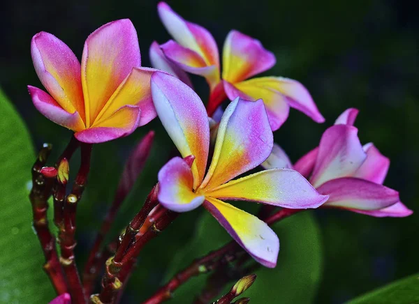 Schöne Aufnahme Der Frangipani Blume — Stockfoto