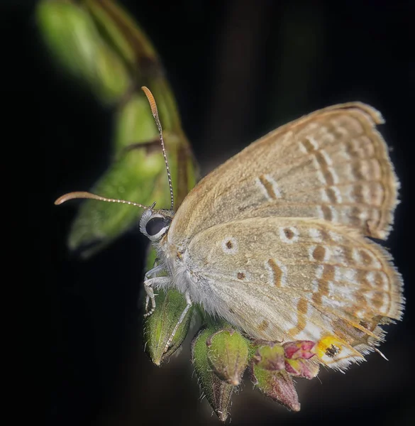 Fechar Tiro Bela Borboleta — Fotografia de Stock