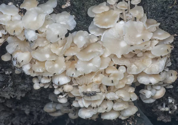 Wild Jungle Mushroom Fungus — Stock Photo, Image