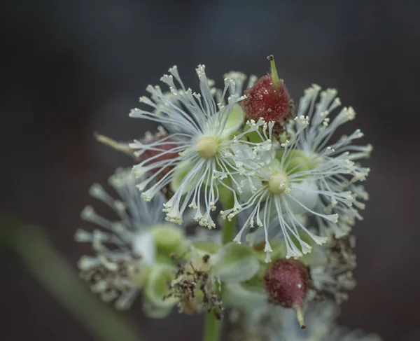 Gros Plan Tetracera Sarmentosa Plante Adventice — Photo