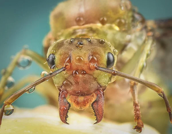 Yeşil Bir Karıncanın Portre Çekimi — Stok fotoğraf