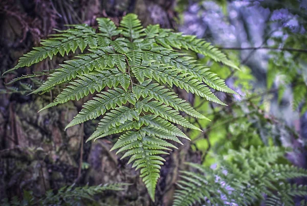 Wild Fern Leaves Plant — 스톡 사진