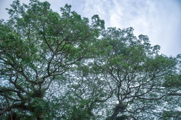 Olhando Para Cima Céu — Fotografia de Stock