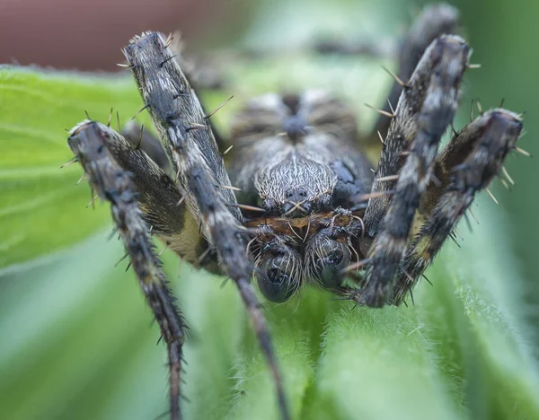 Close Com Aranha Neoscona Masculina — Fotografia de Stock