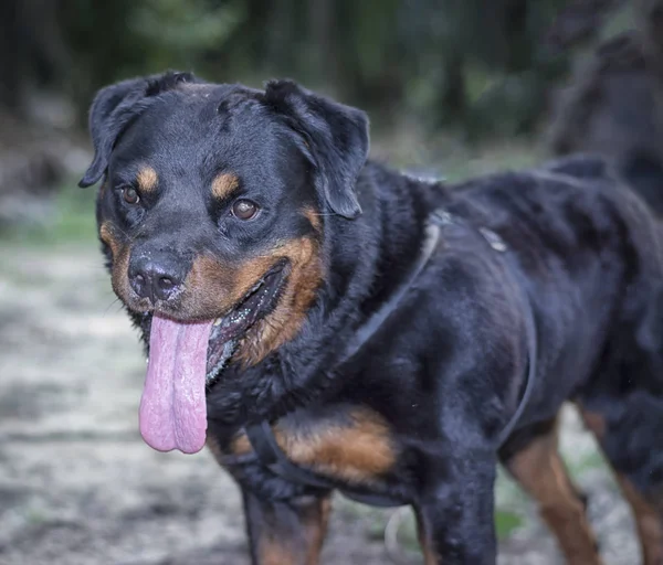 Retrato Tiros Perros —  Fotos de Stock